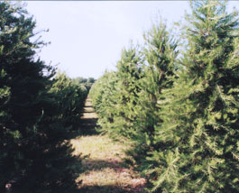 An image of a row of Wright's Tree farm Christmas trees