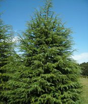 Deodar Cedar