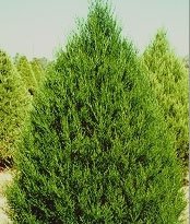 Eastern Red Cedar