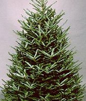 Fraser Fir