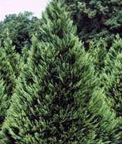 Leyland Cypress